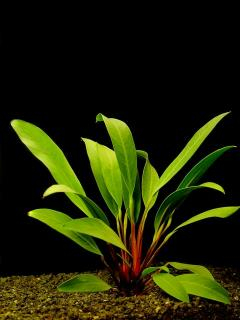 Anubias afzelii - Anubis Afzelův