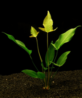 Anubias gigantea - Anubis obrovský