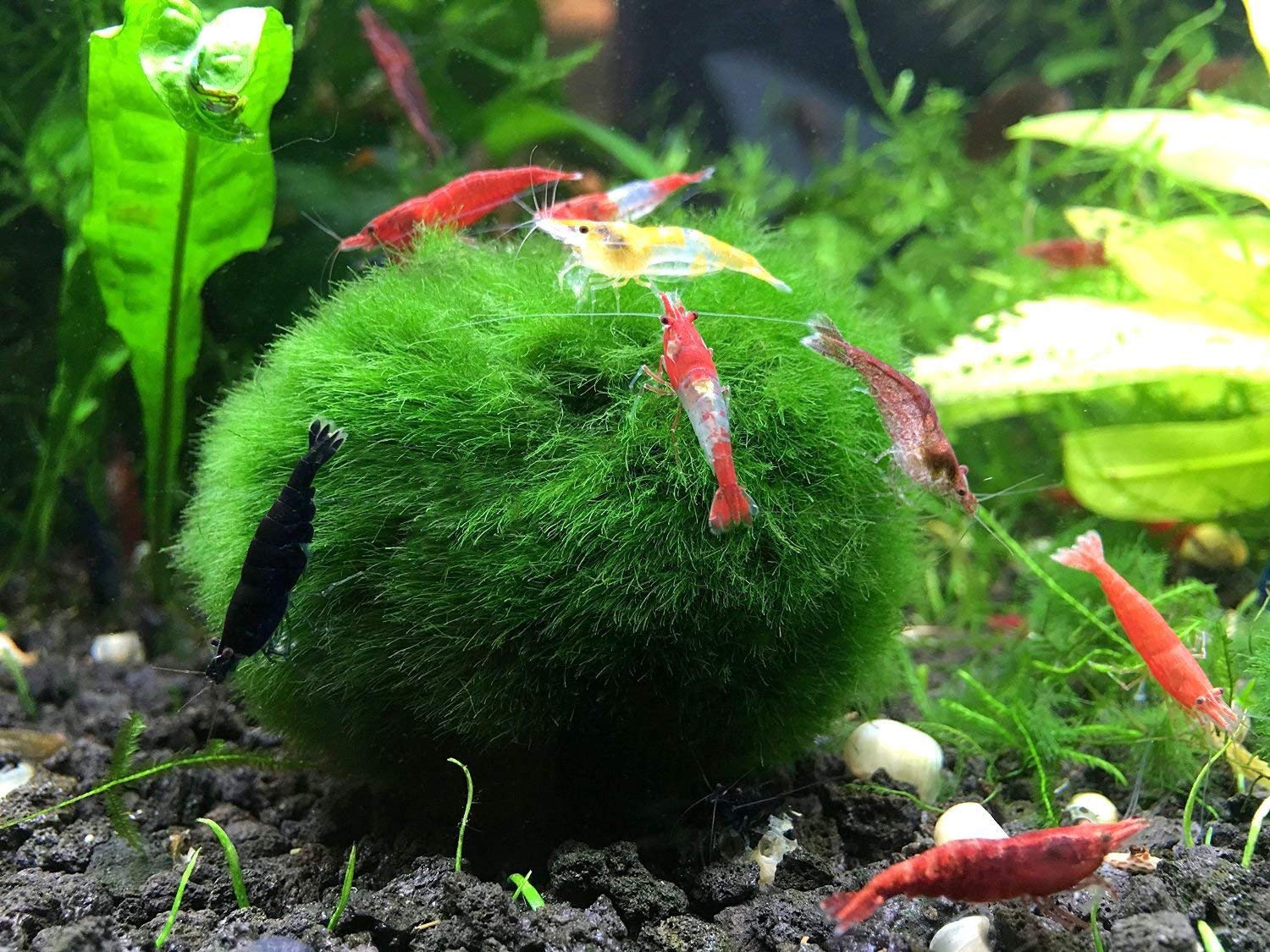 Cladophora aegagropila - Řasokoule "L" 10 ks