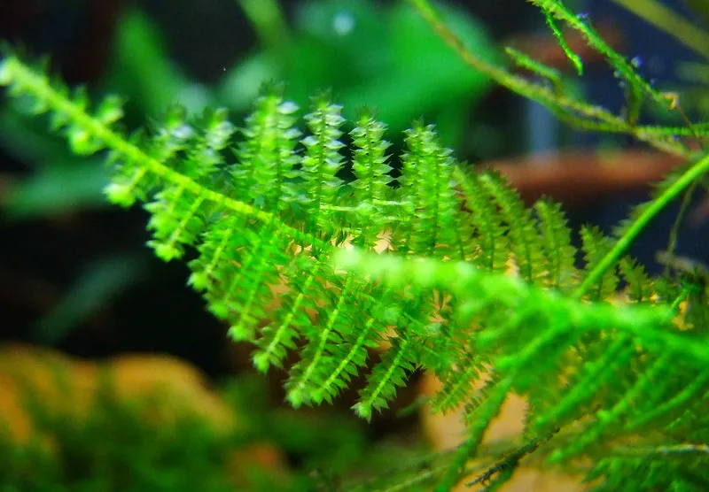 Taxiphyllum barbieri - "Bogor Moss"