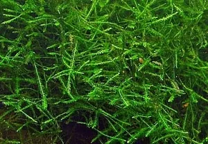 Taxiphyllum barbieri - "Bogor Moss"