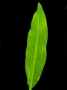 Echinodorus amazonicus XXL- Šípatkovec amazonský XXL