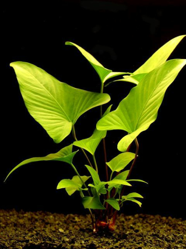 Anubias hastifolia - Anubis laločnatý