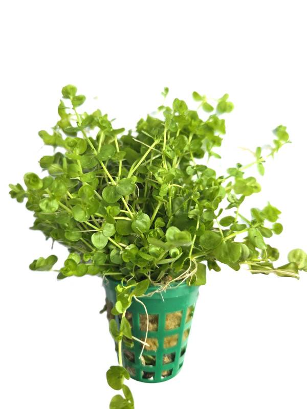 Micrathemum umbrosum - Malokvětka tmavá