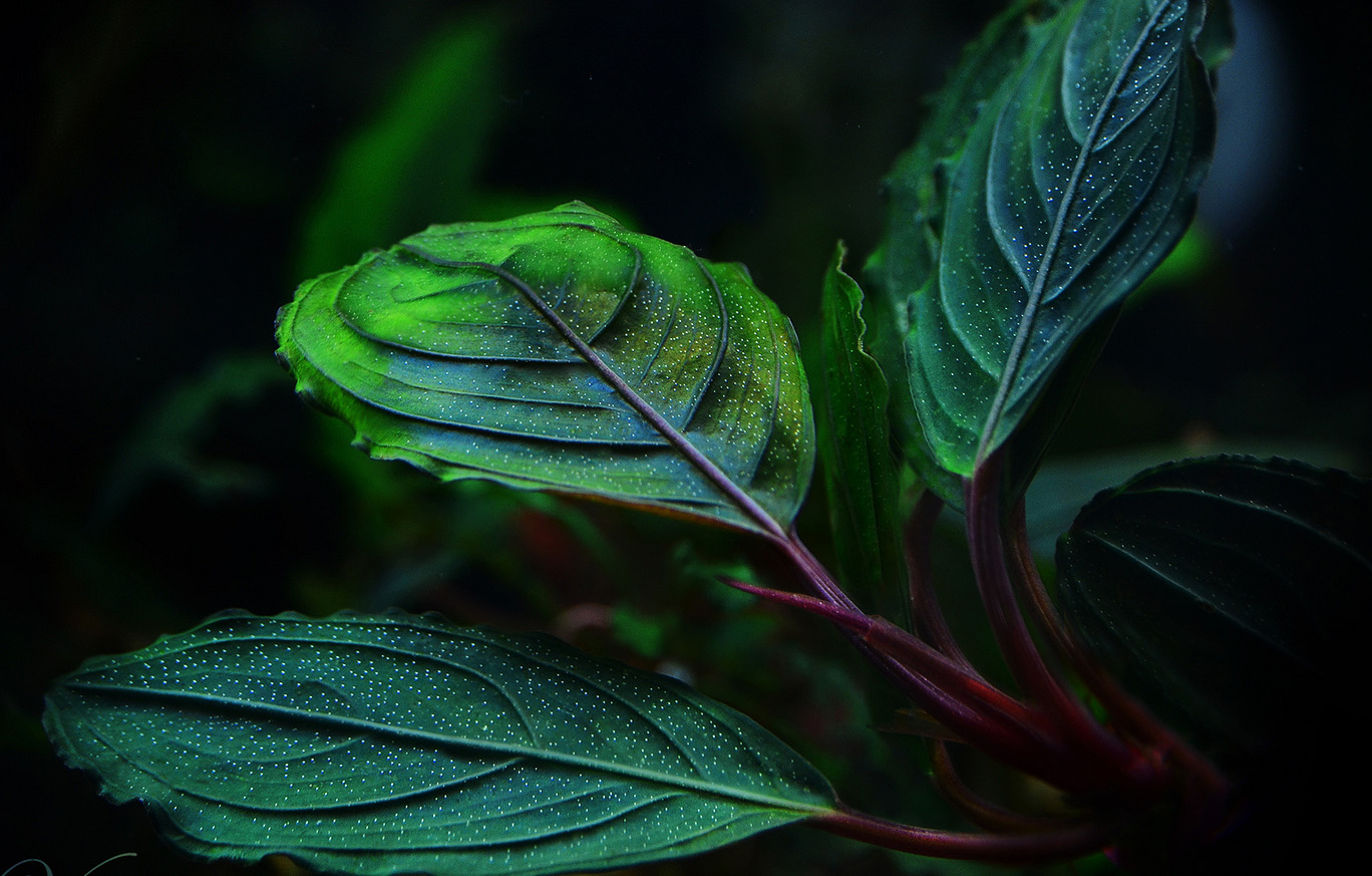 Bucephalandra Lamandau
