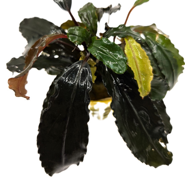 Bucephalandra Alamanda
