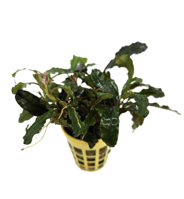 Bucephalandra sp.Nanga Pinoh