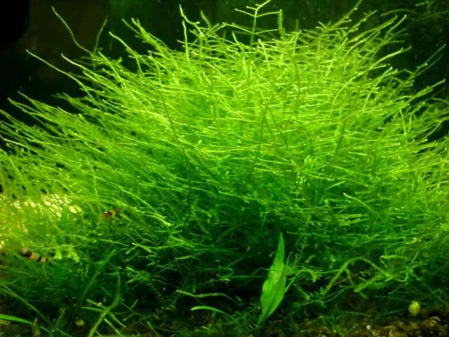 Spiky moss - loděnka