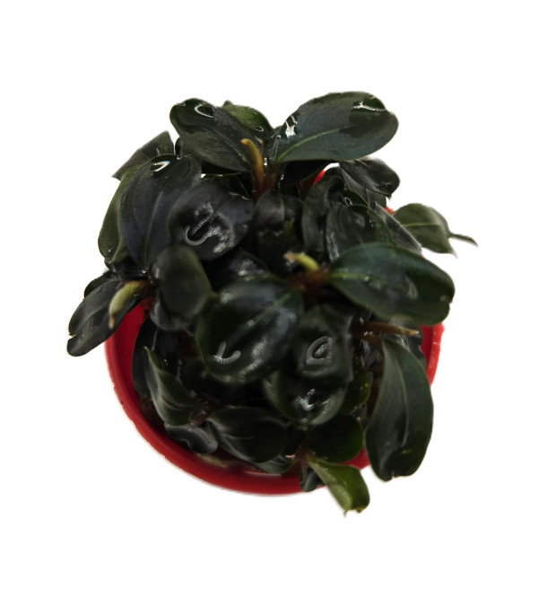 Bucephalandra Deep blue