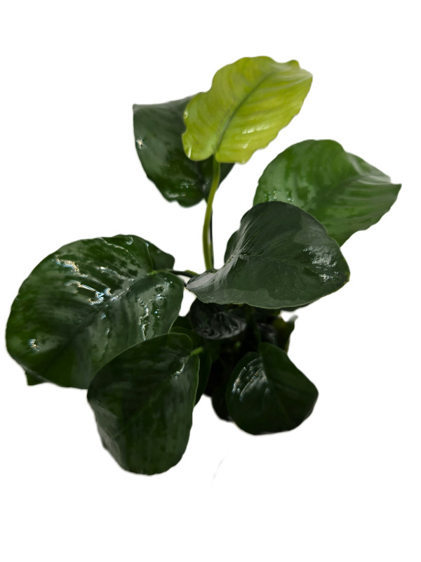 Anubias barteri var. barteri Broad leaf