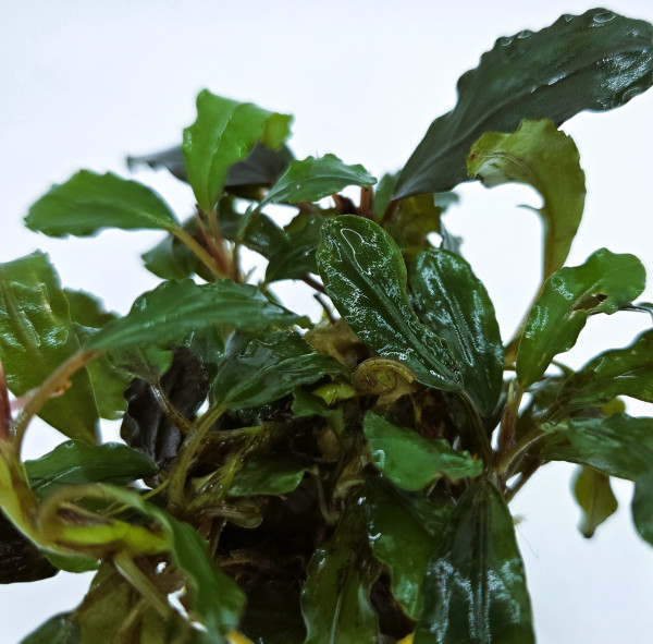 Bucephalandra sp.Nanga Pinoh