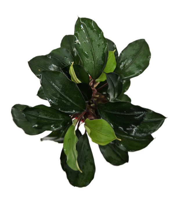Bucephalandra Batang Kawa