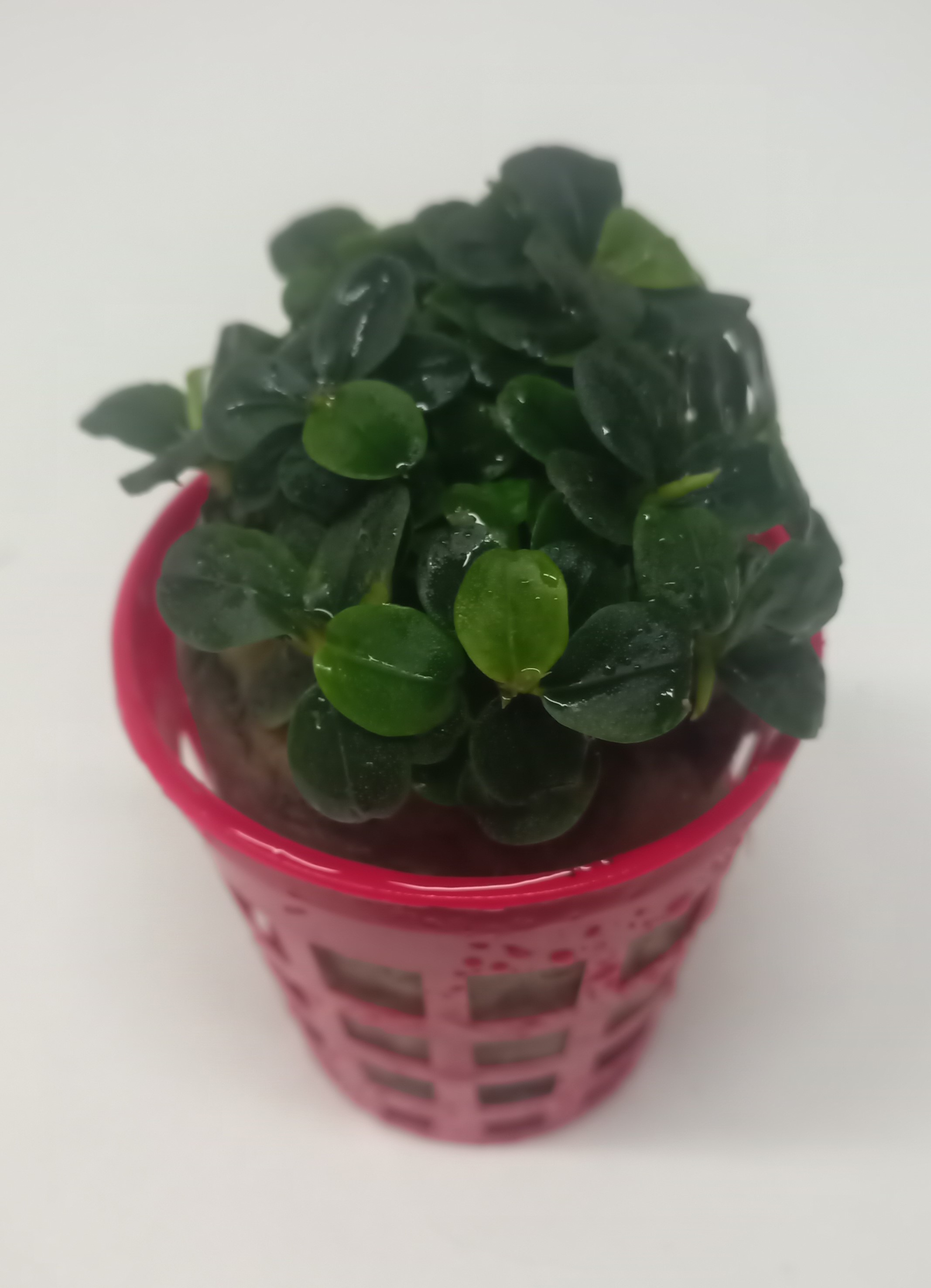 Bucephalandra brownie blue
