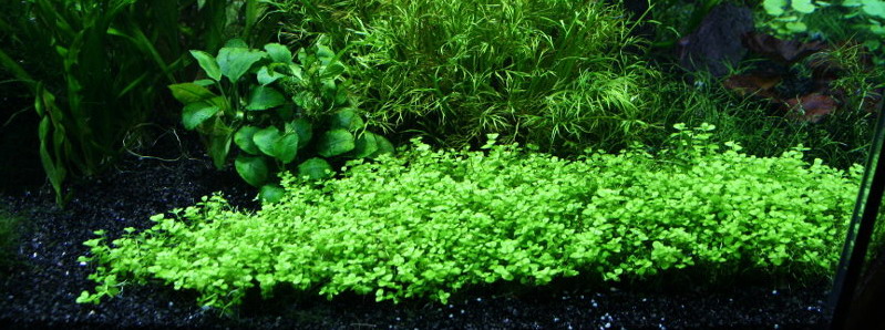 Micrathemum umbrosum - Malokvětka tmavá