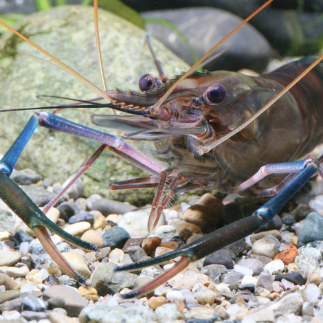  JBL Krmivo ProNovo Crabs Wafer M, 250 ml