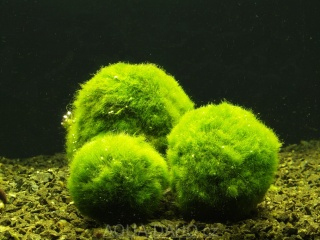 Cladophora aegagropila - Řasokoule XL 5-7 cm