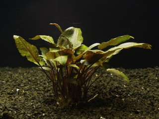Cryptocoryne tropica - Kryptokoryna Wendtova var. Tropica