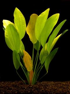 Echinodorus rosaefolius - Šípatkovec rosaefolius
