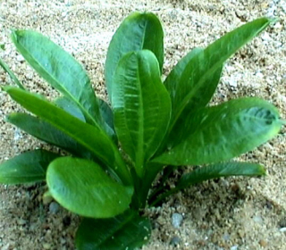 Echinodorus tropica - Šípatkovec tropica