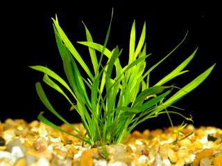 Echinodorus tenellus - Šípatkovec jemný