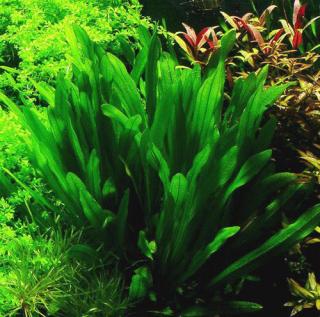 Echinodorus uruguayensis - Šípatkoves uruguayský