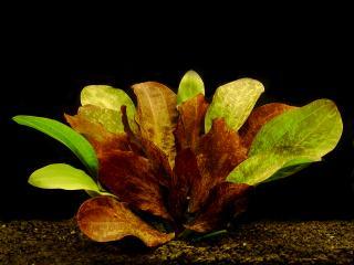 Echinodorus Red Flame - Šípatkovec ´Red Flame´