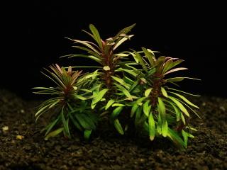 Eustralis stellata - Eustralka hvězdicovitá