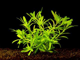 Heteranthera zosterifolia - Kosokvět úzkolistý