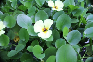 Hydrocleis nymphoides - Hladinovka plavínová