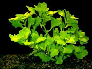Hydrotriche hottoniflora