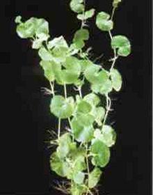 Hydrocotyle leucocephala