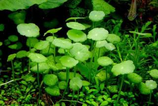 Hydrocotyle verticillata - Pupečník přeslenitý