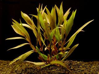 Hygrophyla angustifolia - Mokřanka úzkolistá