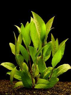 Hygrophyla corymbosa - Mokřanka vzpřímená