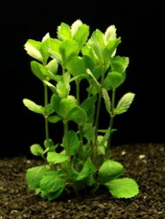 Hygrophyla difformis - Mokřanka trojkvětá