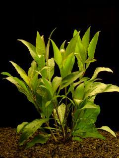 Hygrophyla guyanensis - Mokřanka guinejská