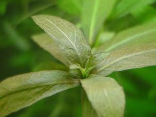 Hygrophyla polysperma - Mokřanka mnohosemenná