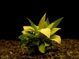 Hygrophyla corymbosa var. Minima - Mokřanka vzpřímená var. Minima