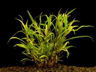 Hygrophyla lacustris - Mokřanka jezerní