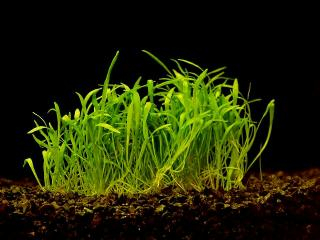 Lilaeopsis novae zelandiae - Liliovníček novozélandský