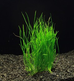 Lilaeopsis mauritiana - Liliovníček maurícíjský