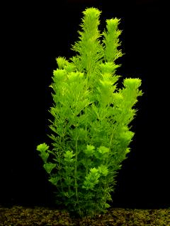 Limnophila sessiliflora - Bahnatka bezstopečná