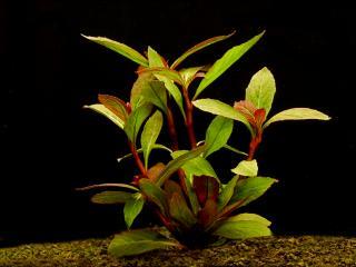 Lobelia cardinalis - Lobelka šarlatová