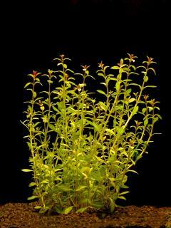 Ludwigia arcuata - Zakulacenka obloukovitá