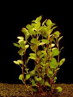 Ludwigia palustris - Zakucelka bahenní