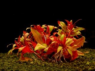 Ludwigia peruensis - Zakucelka paruánská