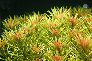 Ludwigia var. Cuba - Zakucelka var. Cuba