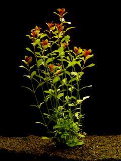 Ludwigia repens - Zakucelka plazivá