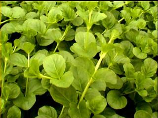 Lysimachia aquatica - Vrbina vodní