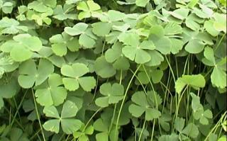 Marsilea crenata - Marsilka vroubkovaná